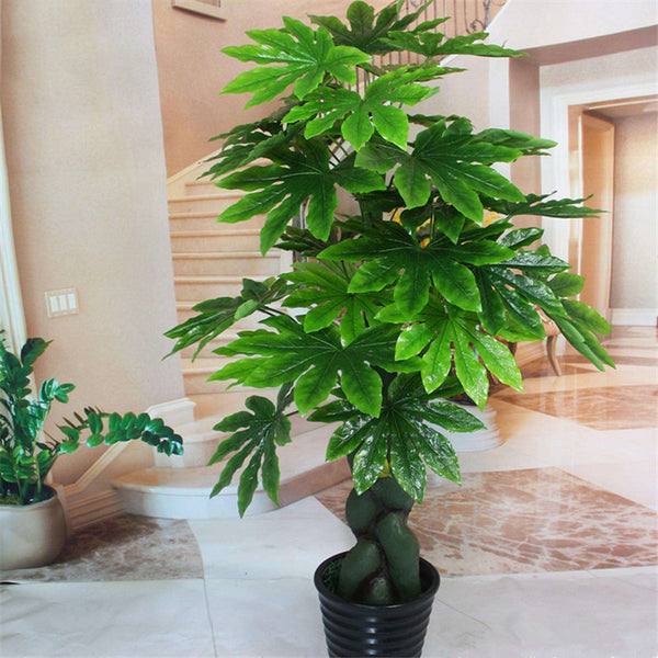 Egrow 240 Pcs/Pack Fatsia Japonica Tree Seeds Fatsia Japonica Tree Semente Plant Shrub Tree