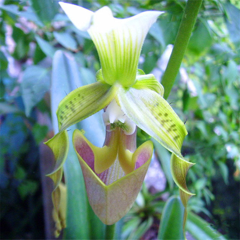 Egrow 200pcs/Bag Rare Orchid Bonsai Plant Seeds Natural Growth Flower Seeds for Home Garden