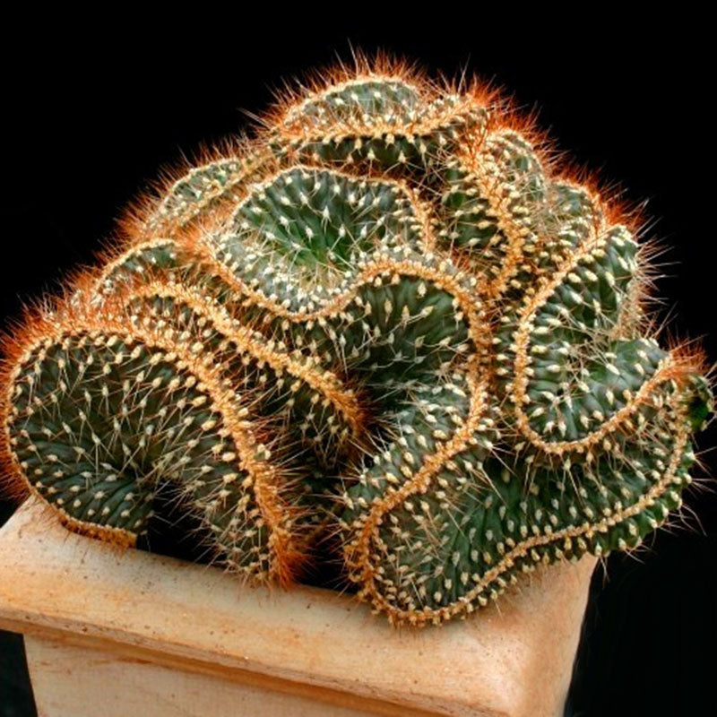 Egrow 10PCS/Pack Cactus Seeds Rebutia Variety Flowering Color Cacti Rare Cactus Garden Office Mini Plant Succulent