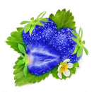 500PCS Blue Strawberry Seeds Heirloom Super Strawberry Garden Seeds Garden Climbing Plant
