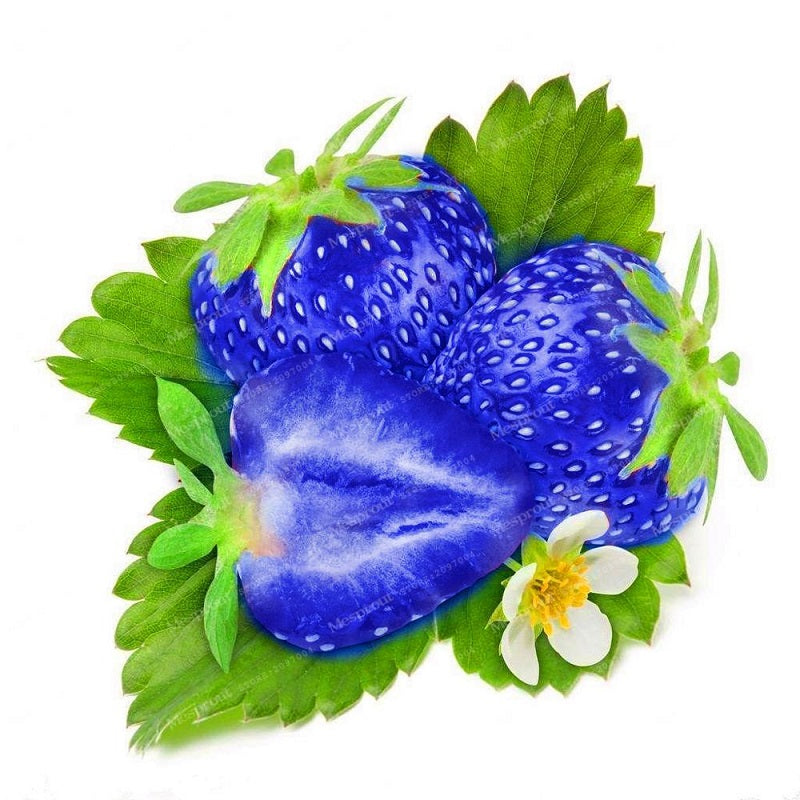 500PCS Blue Strawberry Seeds Heirloom Super Strawberry Garden Seeds Garden Climbing Plant