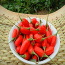 Egrow 100 Pcs/Pack Wolfberry Seeds Outdoor Wolfberry Organic Heirloom Fruit For Garden DIY Lycium Chinense Herb Plant Medlar