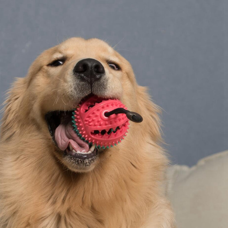 Dog Toys Toothbrush IQ Treat Dispensing Ball Rope Safe Teeth Cleaning Pet C