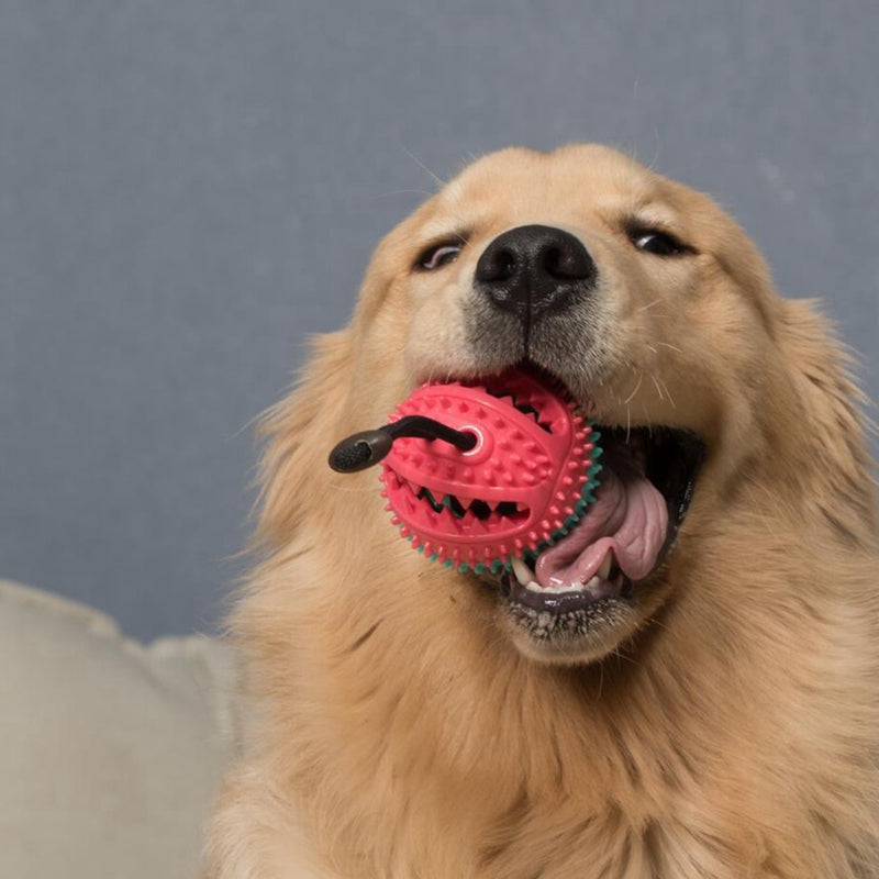 Dog Toys Toothbrush IQ Treat Dispensing Ball Rope Safe Teeth Cleaning Pet C