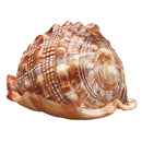 Natural Bull's mouth Helmet Conch Shell Coral Sea Snail FishTank Adorn Ornament Home Decorations