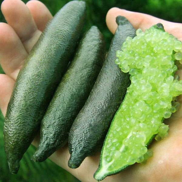 Egrow 20 Pcs/Pack Finger Limes Citrus Orange Seeds Garden Balcony Bonsai Fruit Tree Seed Planting