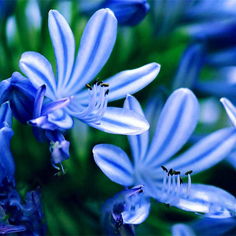 Egrow 100 Pcs/Pack Agapanthus Seeds Agapanthus Africanus Bonsai Home Garden Flower Drought Tolerant