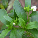 Egrow 100 Pcs/Pack Stevia Rebaudiana Seeds Stevia Herbs Plants Green Herb Stevia Rebaudiana For Garden Planting