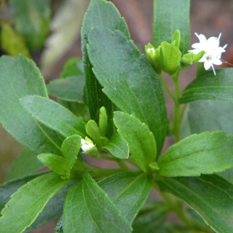 Egrow 100 Pcs/Pack Stevia Rebaudiana Seeds Stevia Herbs Plants Green Herb Stevia Rebaudiana For Garden Planting