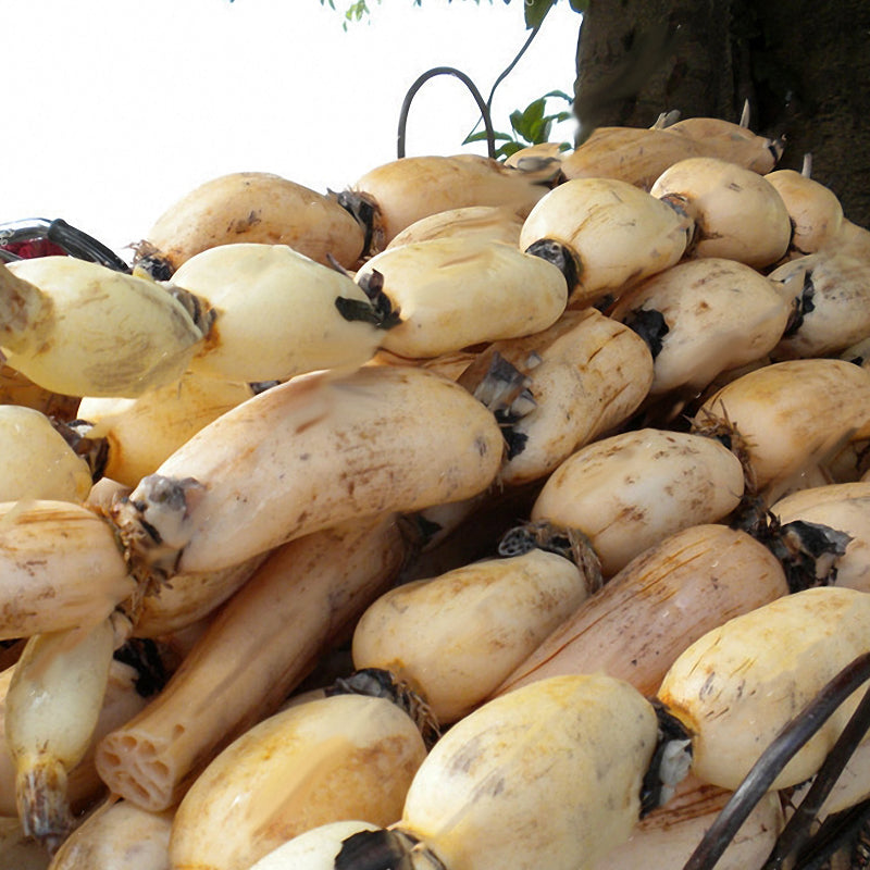 Egrow 5pcs/Bag Lotus Root Seeds Chinese Vegetable Lotus Root Seeds Aquatic Vegetable Plants Seeds