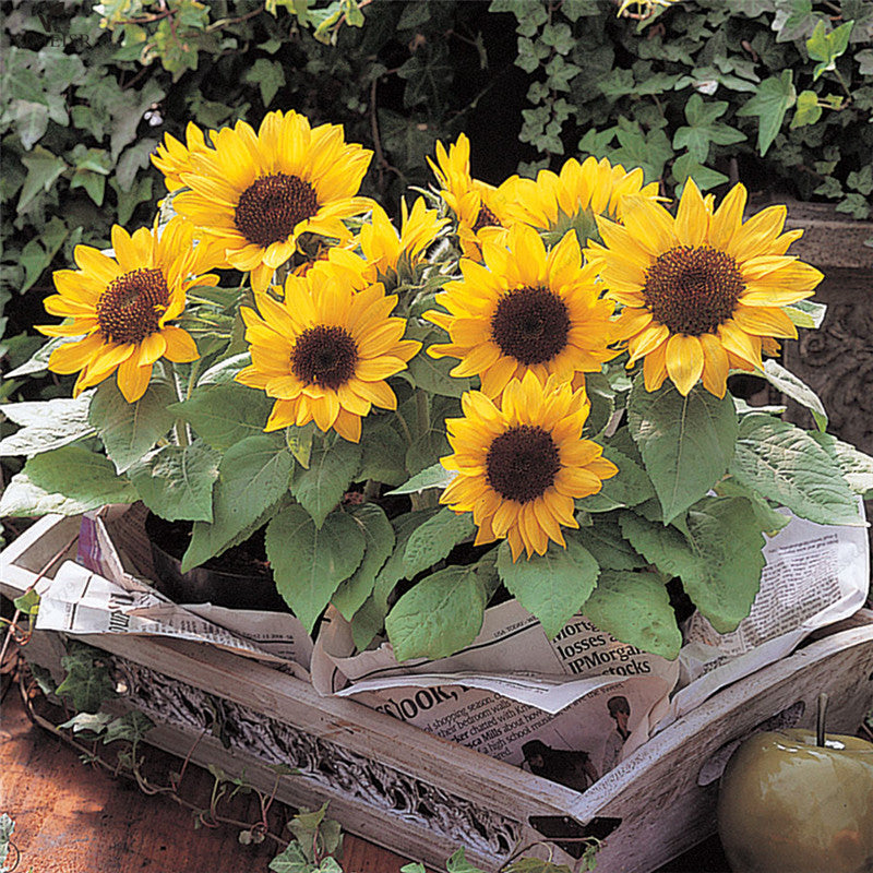 Egrow 20Pcs/Pack Sunflower Seeds Home Garden DIY Snack Flower Decoration Plants Bonsai