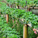 500Pcs Yellow Strawberry Seeds Garden Seeds Fruit Seeds