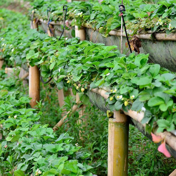 500Pcs Yellow Strawberry Seeds Garden Seeds Fruit Seeds