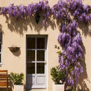 Egrow 10Pcs/Bag Garden Creepers Wisteria Seeds Rare Bonsai Tree Seeds Ornamental Plant Flower Seeds