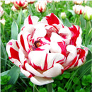 Egrow 120Pcs/Pack Tulip Flower Seeds Purple White Edge Flowers Perennial Home Garden Potted Plants