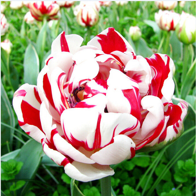 Egrow 120Pcs/Pack Tulip Flower Seeds Purple White Edge Flowers Perennial Home Garden Potted Plants