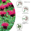 5 Pack Garden Plant Support Stakes Single Stem Support Stake Plant Cage Sup