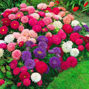 Egrow 30Pcs/Pack Multi-color Aster Bonsai Seeds Chinese Chrysanthemum Flower Garden for Home Gaden Plants
