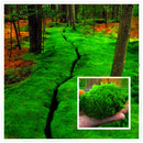 Egrow 100Pcs/Pack Moss Seeds Home DIY Bonsai Decoration Grass Seeds Potted Plants Seeds