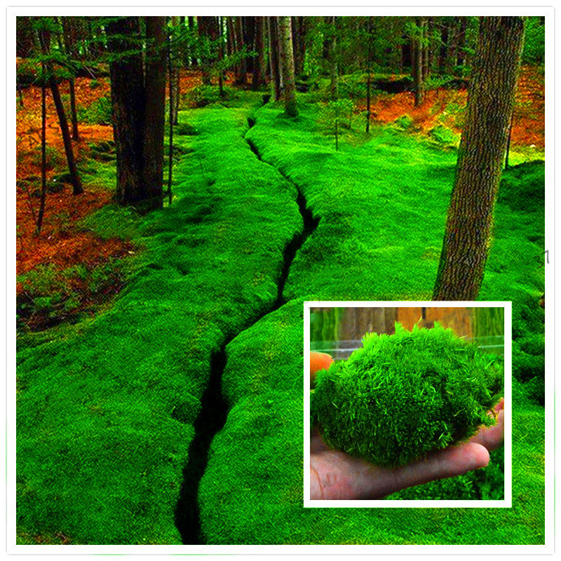 Egrow 100Pcs/Pack Moss Seeds Home DIY Bonsai Decoration Grass Seeds Potted Plants Seeds