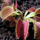 Egrow 100Pcs/Pack Catchfly Potted Plant Seeds Garden Venus Fly Trap Insectivorous Plant