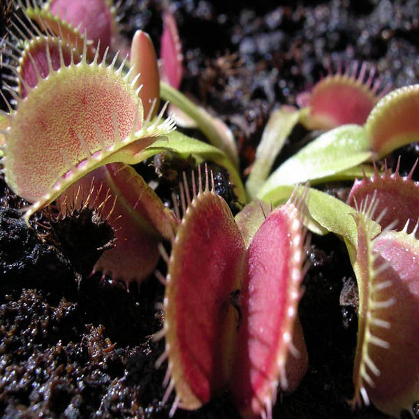 Egrow 100Pcs/Pack Catchfly Potted Plant Seeds Garden Venus Fly Trap Insectivorous Plant