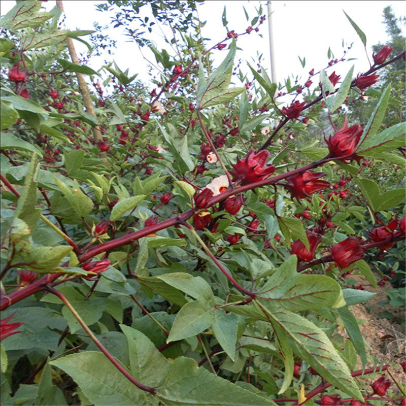 Egrow20Pcs/Bag Roselle Seeds Hibiscus Sabdariffa Chinese Herb Flower Bonsai Plant DIY Garden Seeds