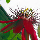 Egrow 100Pcs/Pack Passiflora Seeds Flower Flores Vine Fruit Passiflora Bonsai Plant Plantas DIY Home Garden