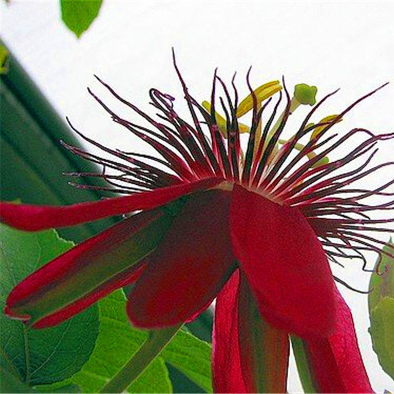 Egrow 100Pcs/Pack Passiflora Seeds Flower Flores Vine Fruit Passiflora Bonsai Plant Plantas DIY Home Garden