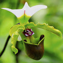 Egrow 100pcs/Bag Paphiopedilum Orchid Seeds Orchid Bonsai Plants Flowers Seeds for Home Garden Plant