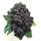 Egrow 100 Pcs/Pack Cauliflower Seeds Vegetable Broccoli Bonsai Balconies Cabbage Cauliflower Terraces Small Planting Rapebonsai
