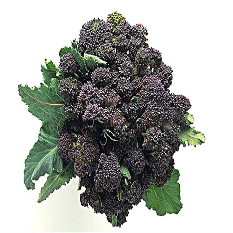 Egrow 100 Pcs/Pack Cauliflower Seeds Vegetable Broccoli Bonsai Balconies Cabbage Cauliflower Terraces Small Planting Rapebonsai