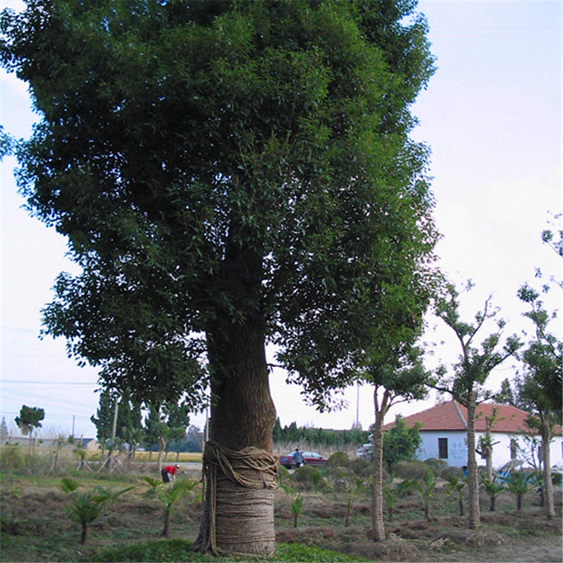 Egrow 60 Pcs/Pack Camphor Seeds Camphor Tree Semente Plant Cinnamomum Camphora For Chinese Camphor Tree