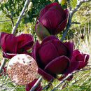 Egrow 10Pcs/Bag Magnolia Seeds Deep Purple Black Magnolia Yulan Tree Flower Tulip Tree Seeds