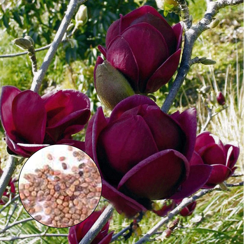 Egrow 10Pcs/Bag Magnolia Seeds Deep Purple Black Magnolia Yulan Tree Flower Tulip Tree Seeds