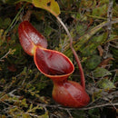 Egrow 50PCS Nepenthes Seeds Potted Plant Eating Mosqutio Insert Garden Outdoor Flowers Bonsai