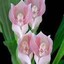 Egrow 100Pcs/Pack Angulo Seeds Asleep Angel Child Shaped Garden Seed Home Office Potted Plants