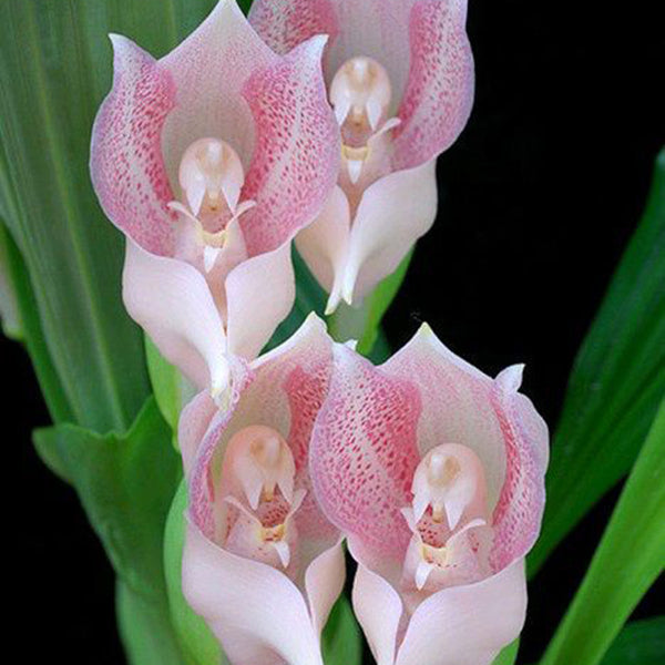 Egrow 100Pcs/Pack Angulo Seeds Asleep Angel Child Shaped Garden Seed Home Office Potted Plants