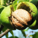 Egrow 2Pcs/Bag Green Walnut Seeds Chinese Specialty Green Walnut Seeds New Rare Walnut Seeds