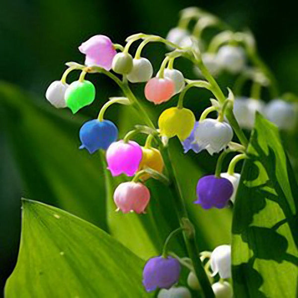 Egrow 50 PCS Rare Lily of Valley Flower Seeds Colored Rainbow Bell Orchid Seed Garden Bonsai