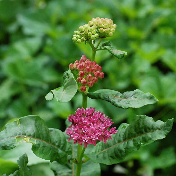 Egrow 30Pcs/Bag Purple Asclepias Seeds Garden Flowers Gift Plants Bonsai Seeds Milkweed Host Seeds