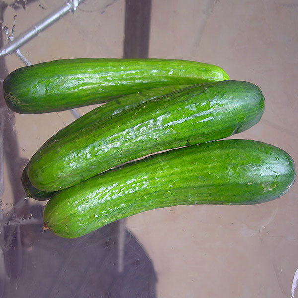 Egrow 20 Pcs/Pack Dutch Cucumber Cuke Seeds Green Vegetables Seed For Home Garden Planting
