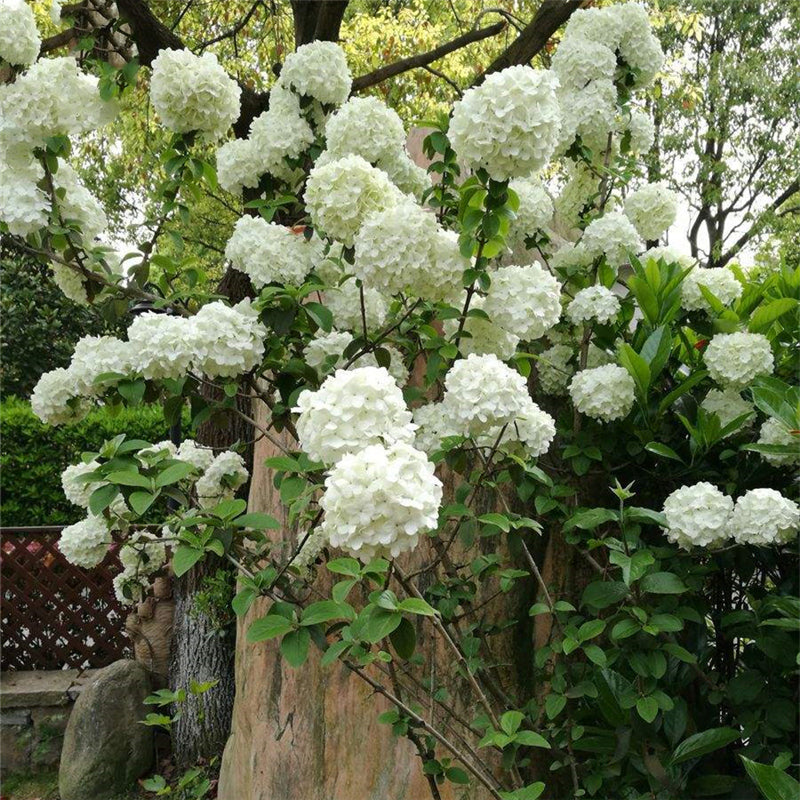 Egrow 30 Pcs/Pack Viburnum Macrocephalum Tree Seeds Flower Seeds Home Garden Decoration