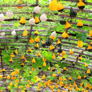 Egrow 10Pcs/Bag Pumpkin Seeds NON-GMO Edible Rare Chinese Rainbow Bulb Vegetable Fruit Bonsai Seeds