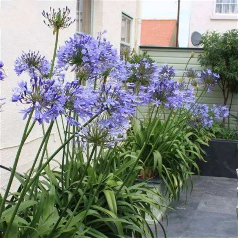 Egrow 30 Pcs/Pack Agapanthus Lily Flower Seeds Agapanthus Africanus Flower Seeds Home Garden Decoration