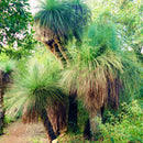 Egrow 100Pcs/Pack Grass Tree Seeds Rare Grass Tree Bonsai Pot Plant For Home And Garden Easy Grow Ornamental Plant