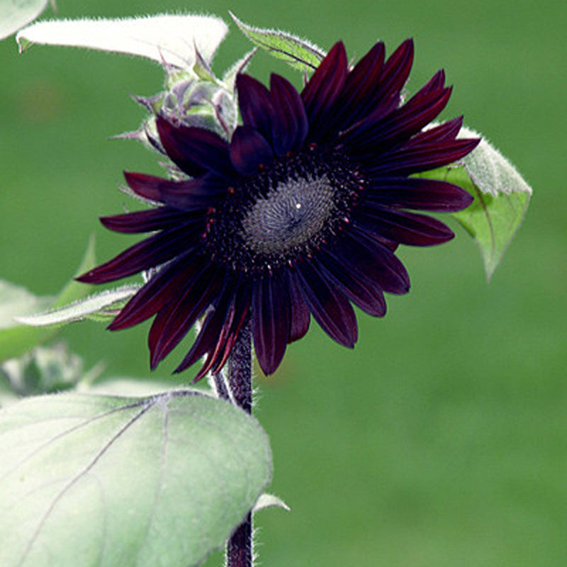 40Pcs Mixed Colored Sunflower Seeds Rare Bonsai Flower Seeds Garden potted Plant