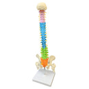 45cm Colorful Vertebral Column Human Spine Anatomical Model Skeleton Medical Science Education