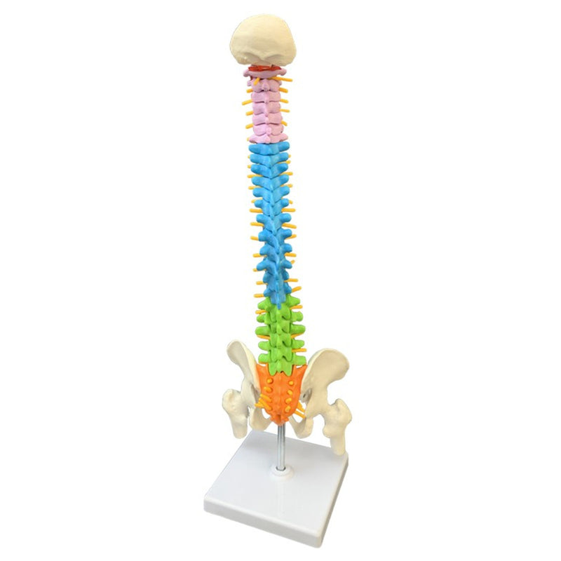45cm Colorful Vertebral Column Human Spine Anatomical Model Skeleton Medical Science Education