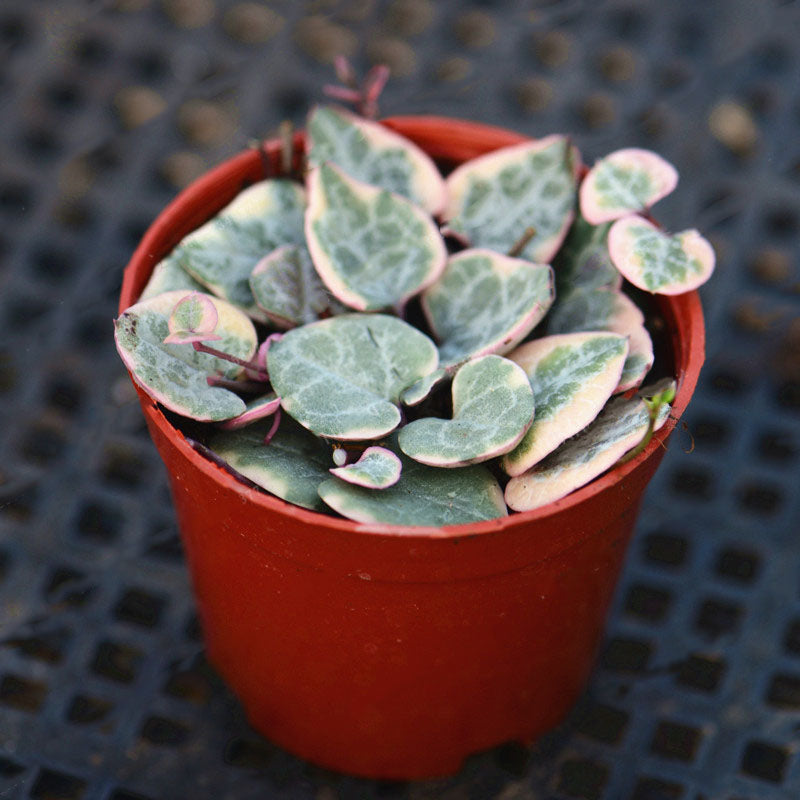 Egrow 100Pcs/Bag Ceropegia Succulent Seeds Garden Indoor Rare Flower Bonsai Plant Seed